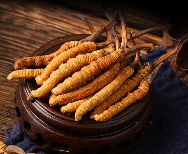 So Sánh Đông Trùng Hạ Thảo Tây Tạng – Nepal – Bhutan: Loại Nào Quý...