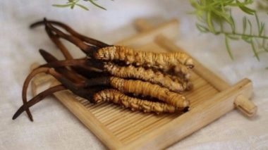 Sự Hình Thành Và Phát Triển Đông Trùng Hạ Thảo Tại Trung Quốc