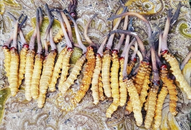 Sự kết hợp độc đáo giữa nấm Cordyceps và sâu bướm tạo nên đông...