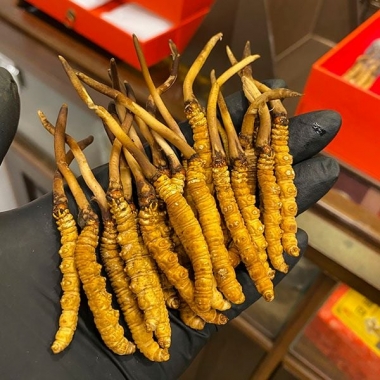 Sự khác nhau giữa Đông Trùng Hạ Thảo Tây Tạng và Đông Trùng nuôi...