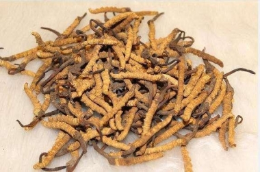 Vì Sao Đông Trùng Hạ Thảo Himalaya Hiện Nay Dễ Mua Hơn?